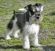 Schnauzer